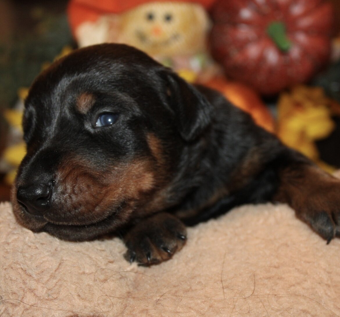 Doberman puppies image 2