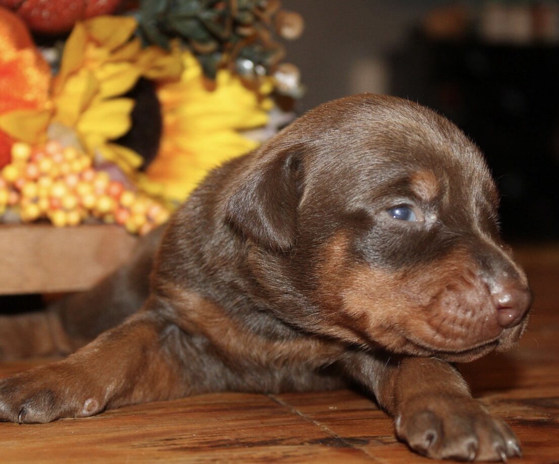 Doberman puppies image 1