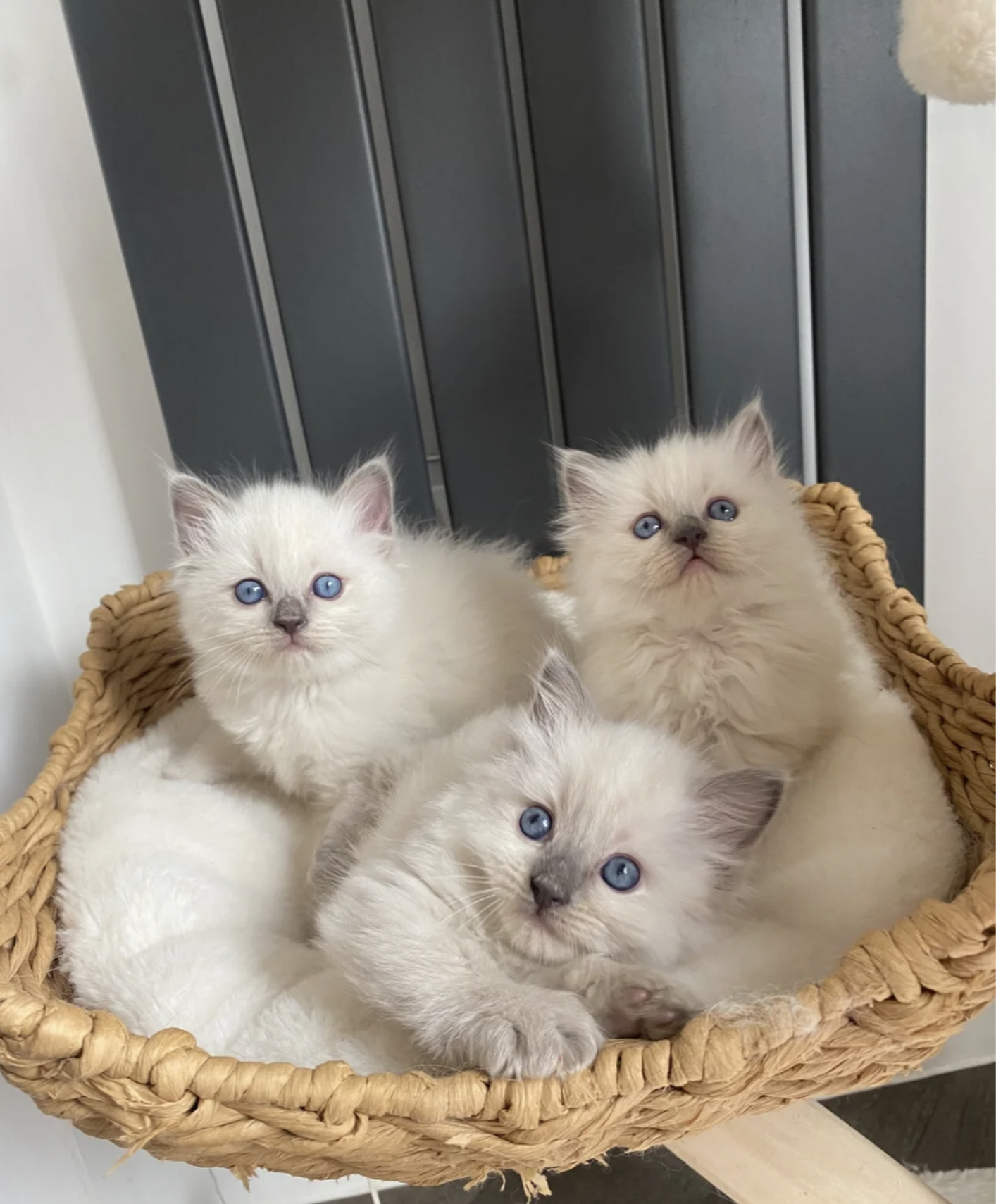 Beautiful chunky Ragdoll kittens image 1