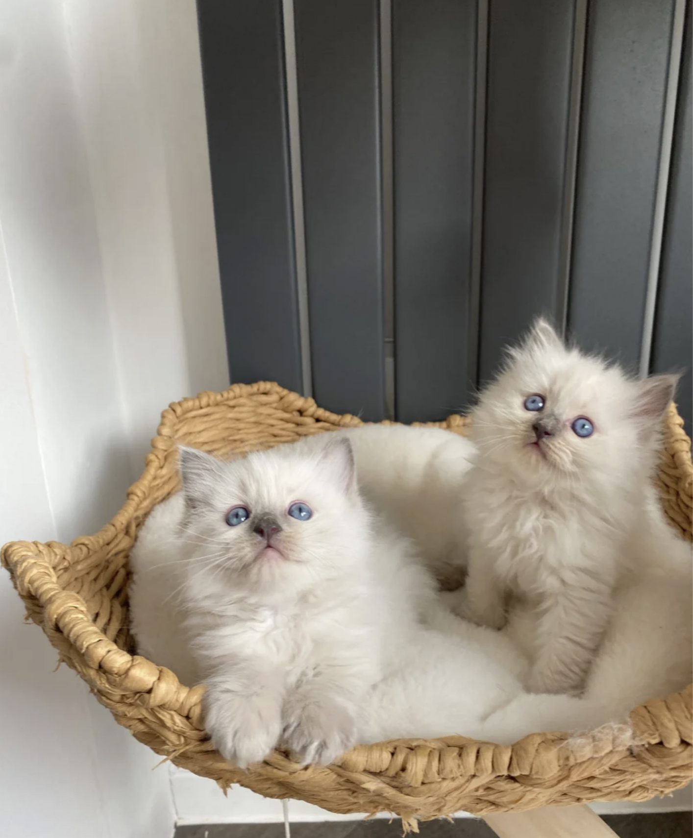 Beautiful chunky Ragdoll kittens image 2