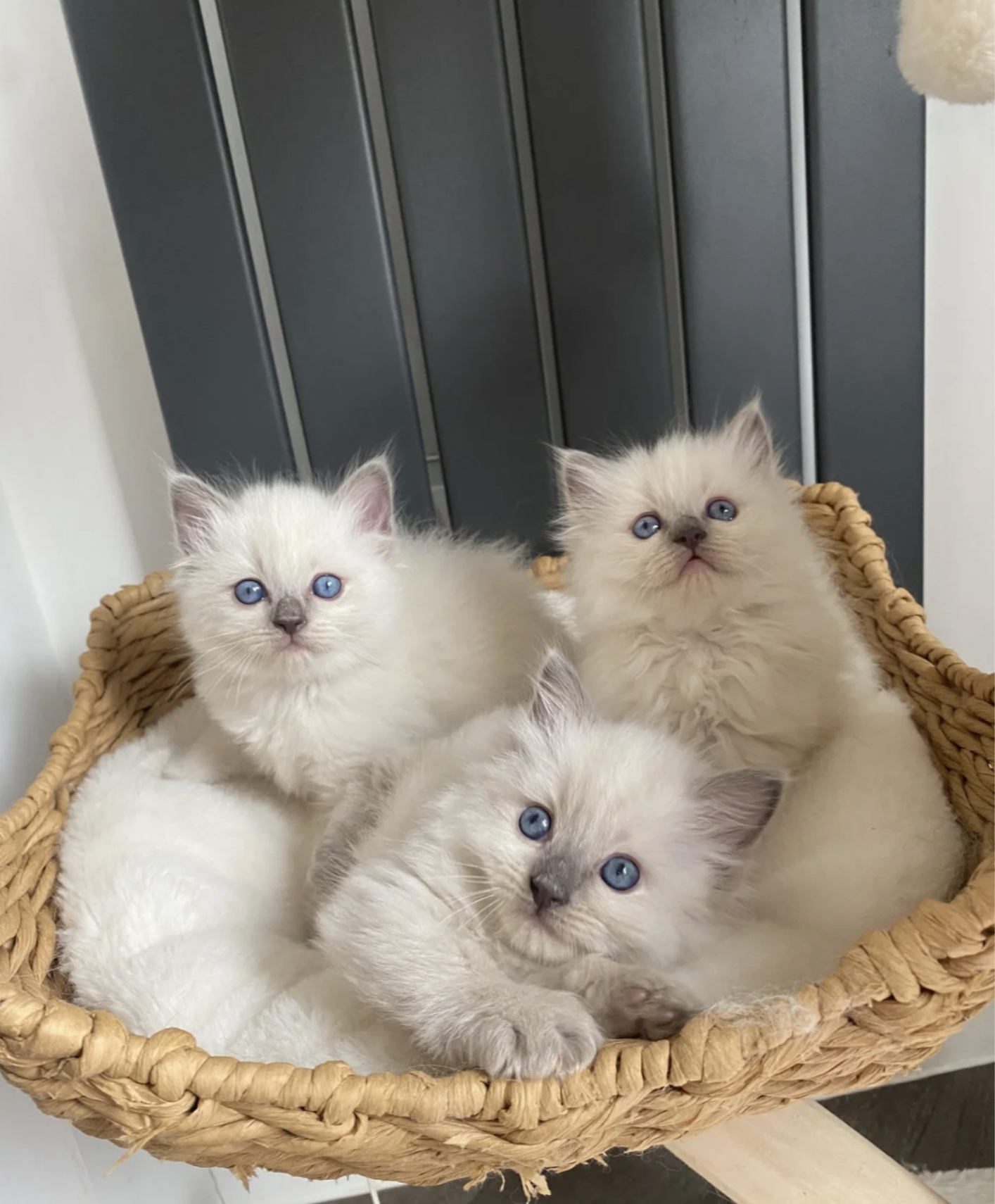 Beautiful chunky Ragdoll kittens image 3