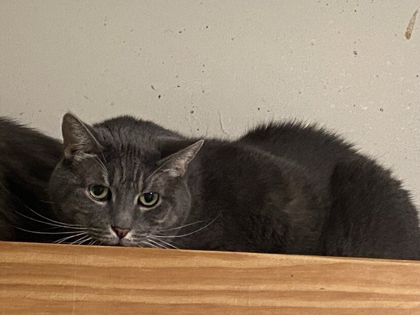 Adopt Grey Giant Short in Nyack NY image 1