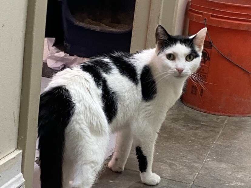 Adopt Moly in Nyack NY image 1