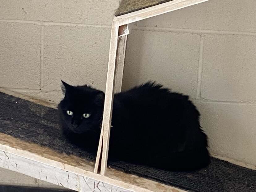 Adopt Jet Black in Nyack NY image 1