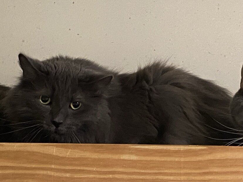 Adopt Grey Giant Long in Nyack NY image 1