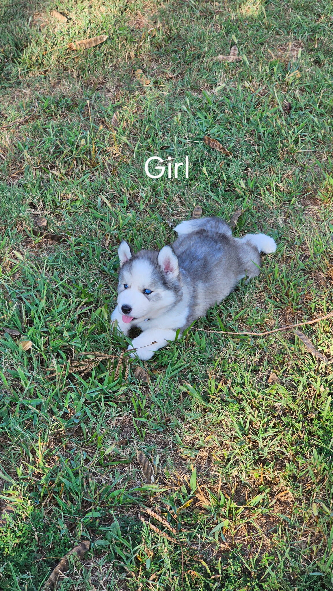Husky Puppies image 3