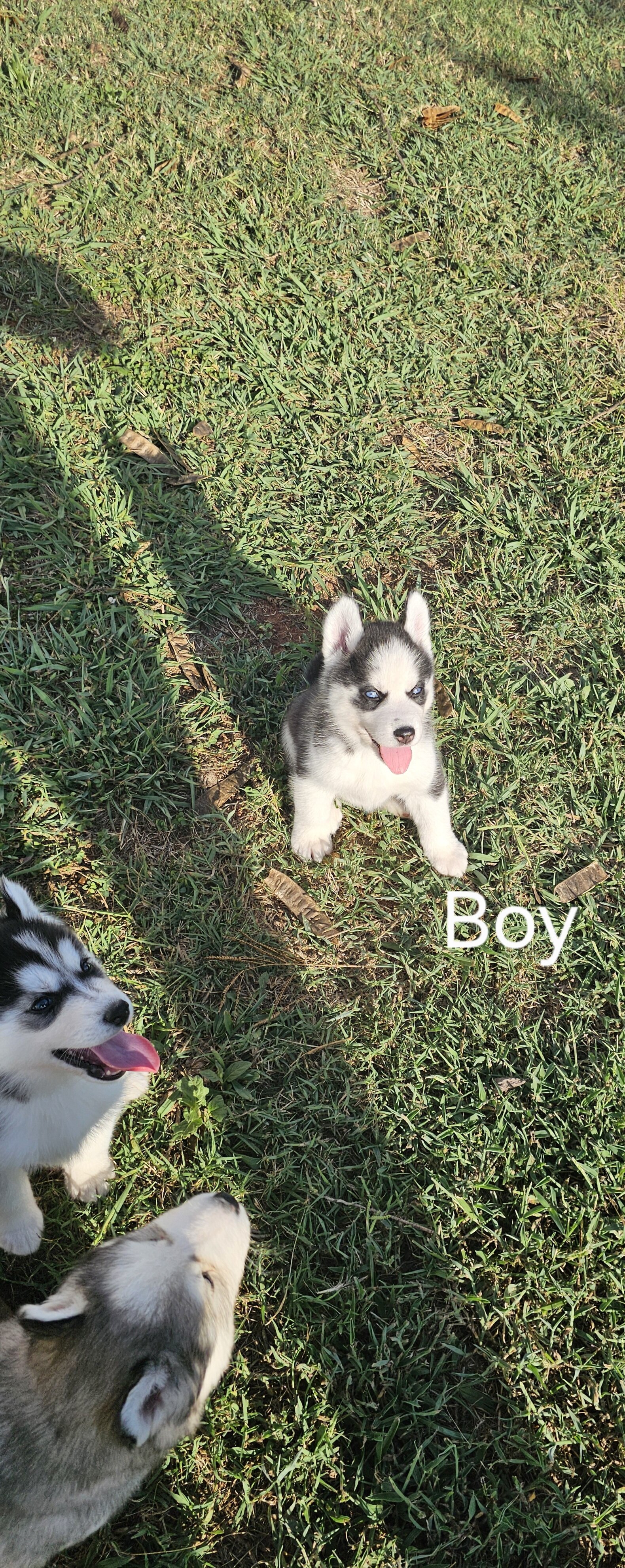 Husky Puppies image 6