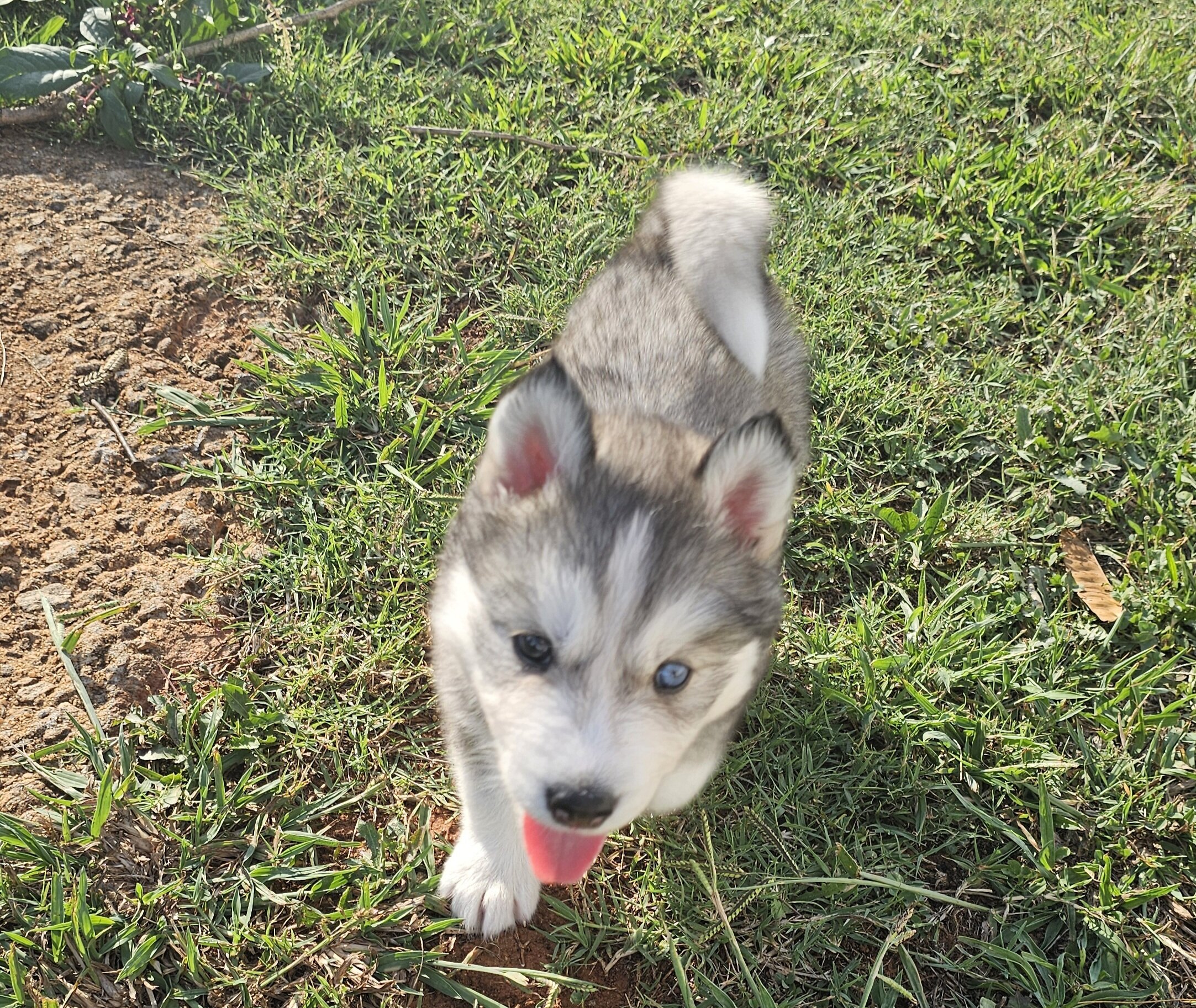 Husky Puppies image 2