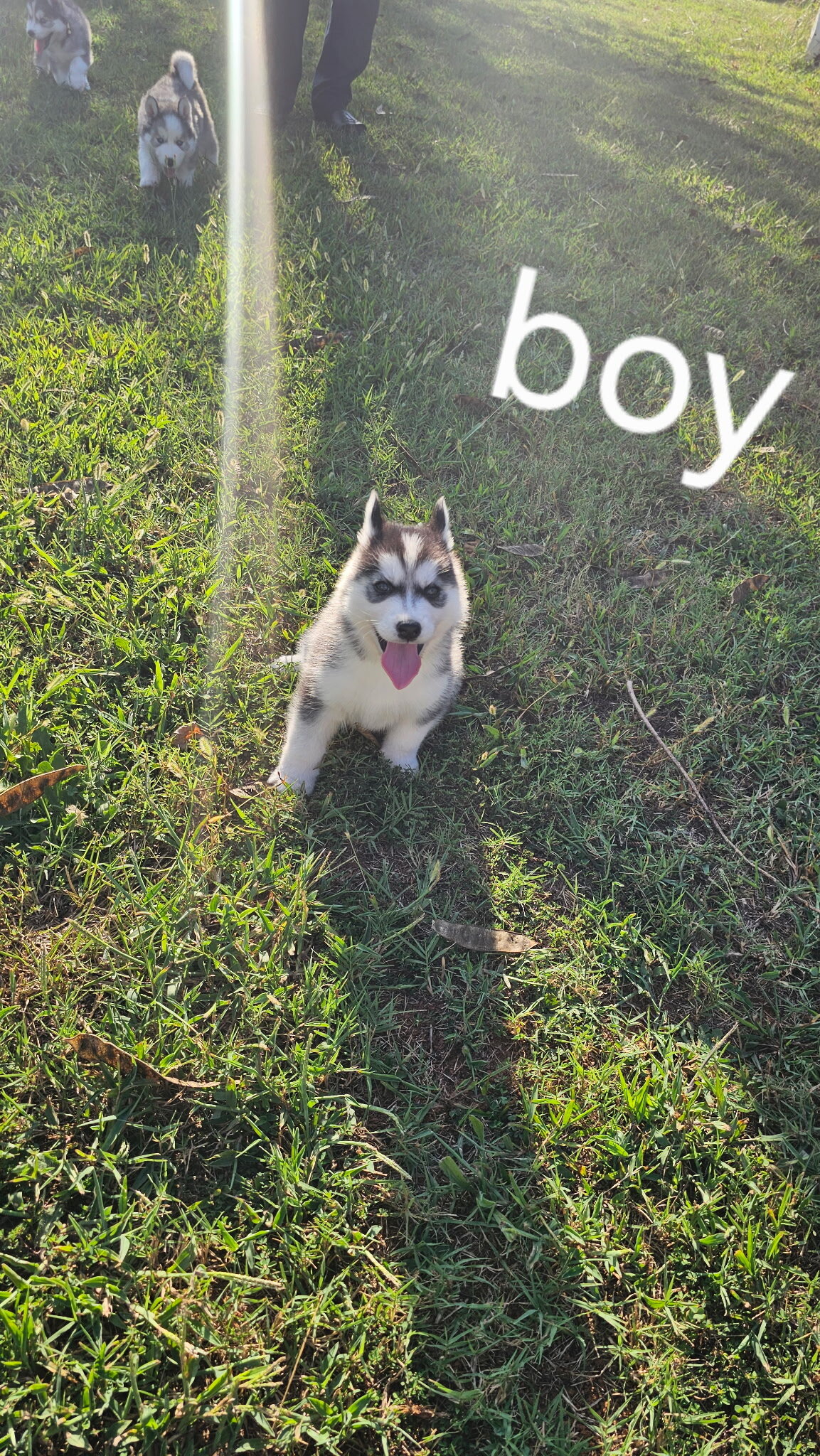 Husky Puppies image 1