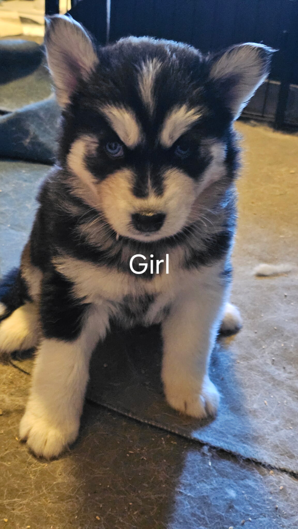 Husky Puppies image 4