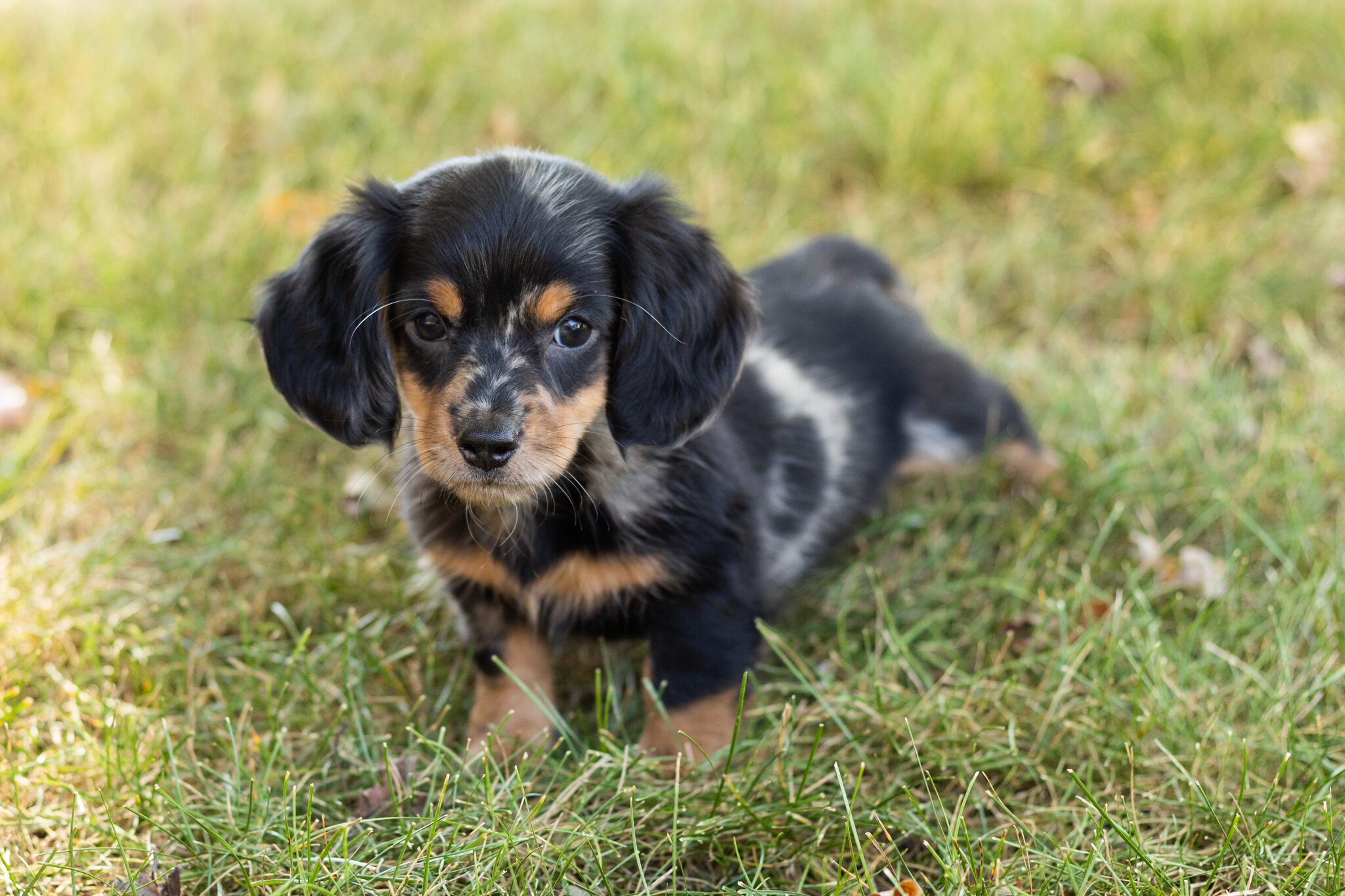 AKC mini dachshund male pup in Indiana (Bear) image 1