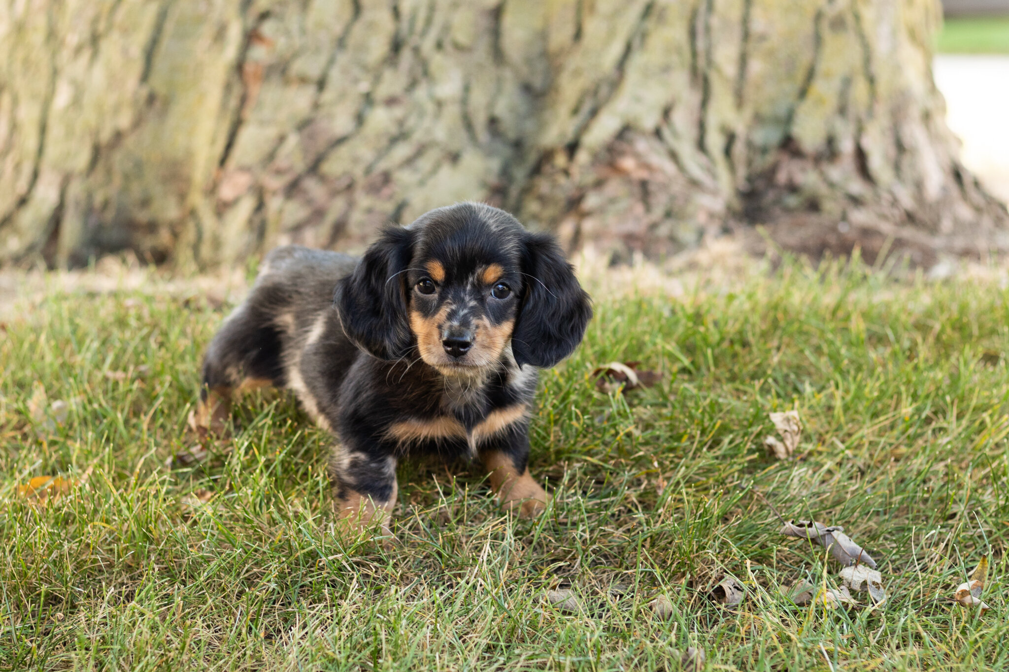 AKC mini dachshund male pup in Indiana (Bear) image 2
