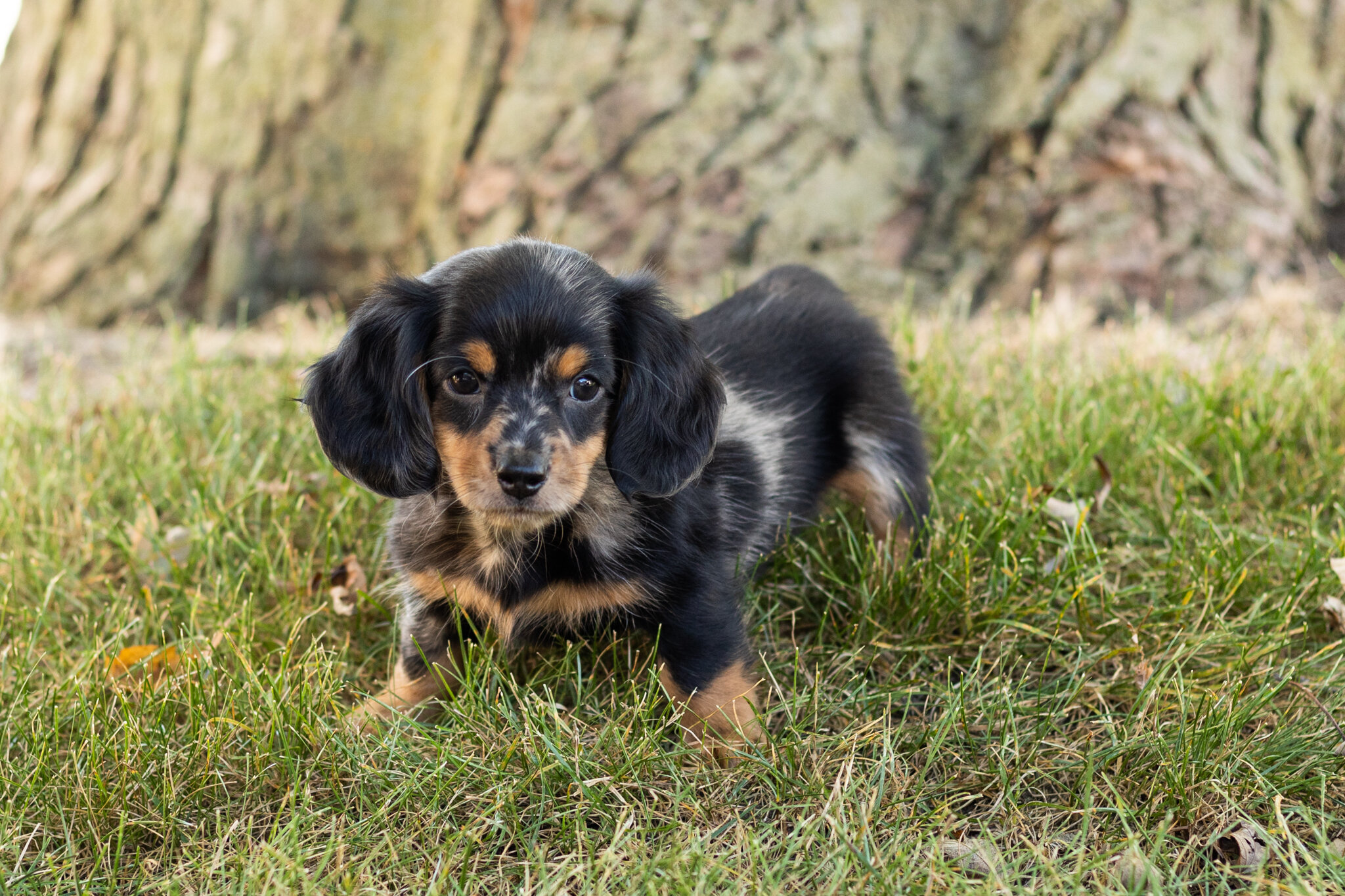 AKC mini dachshund male pup in Indiana (Bear) image 3