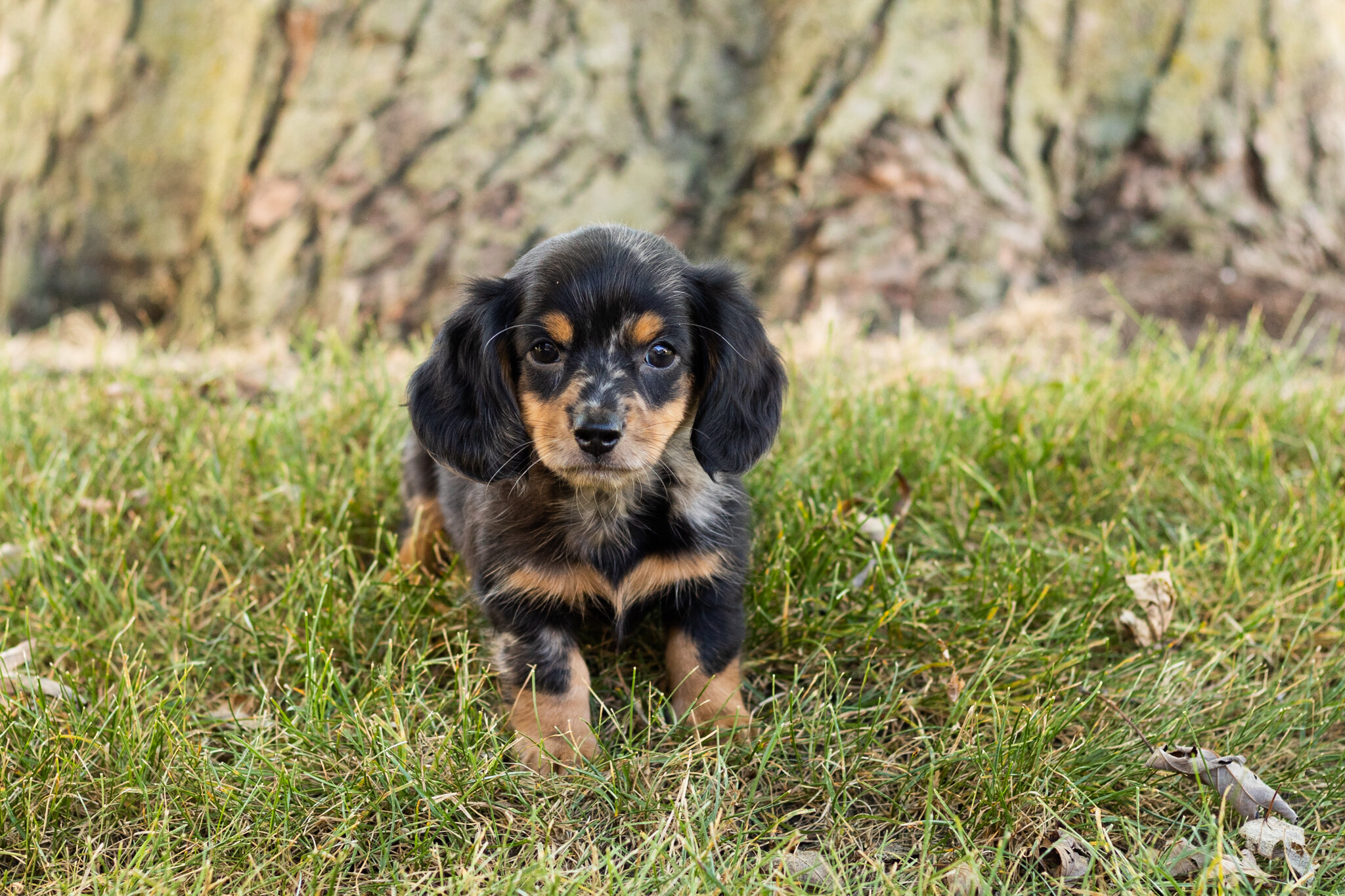 AKC mini dachshund male pup in Indiana (Bear) image 4