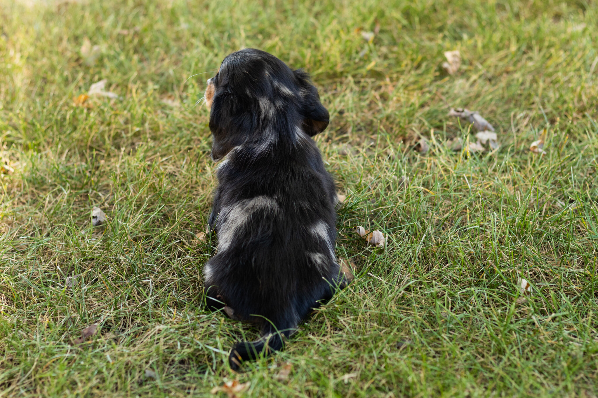 AKC mini dachshund male pup in Indiana (Bear) image 5