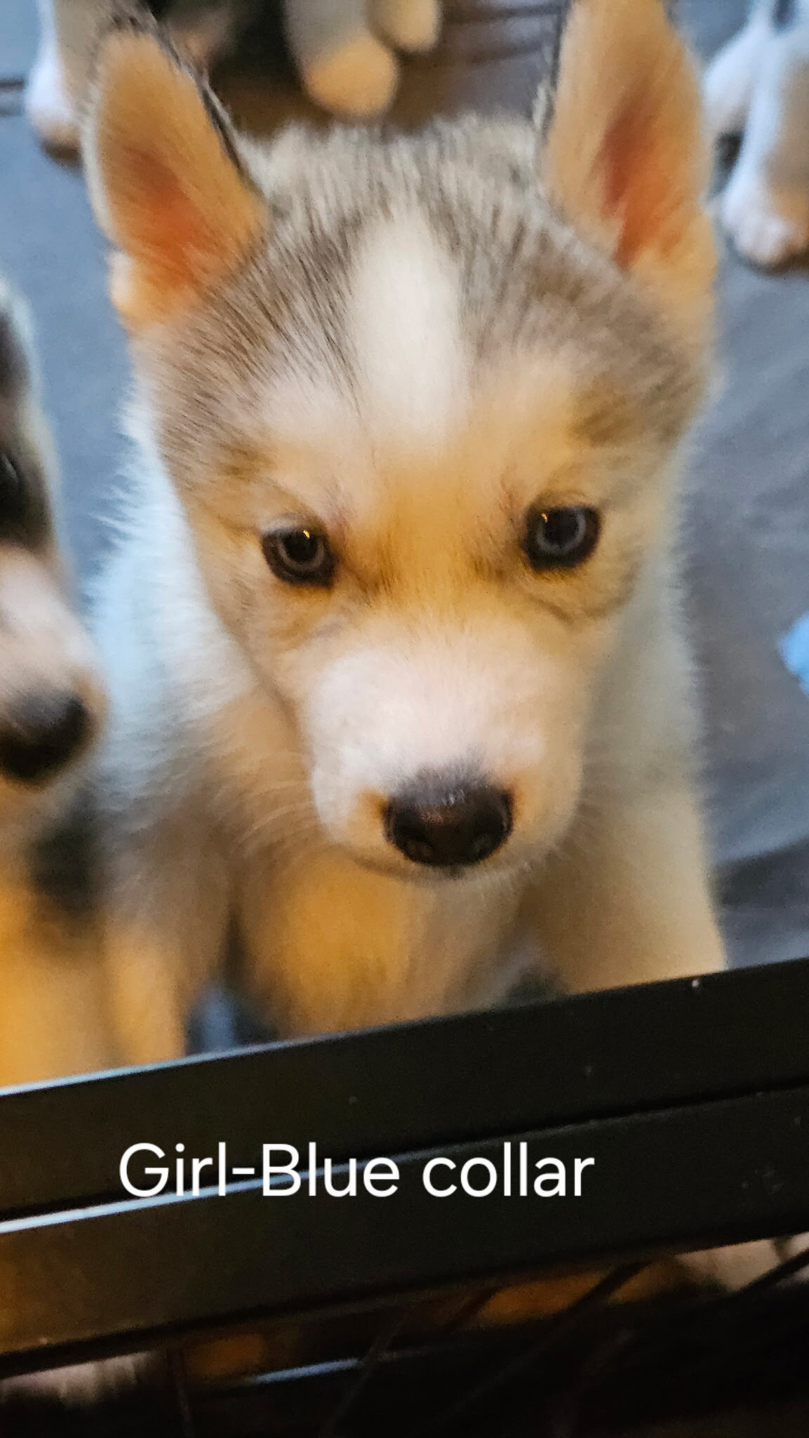 BEAUTIFUL HUSKYS IN NEED OF FOREVER HOME image 3