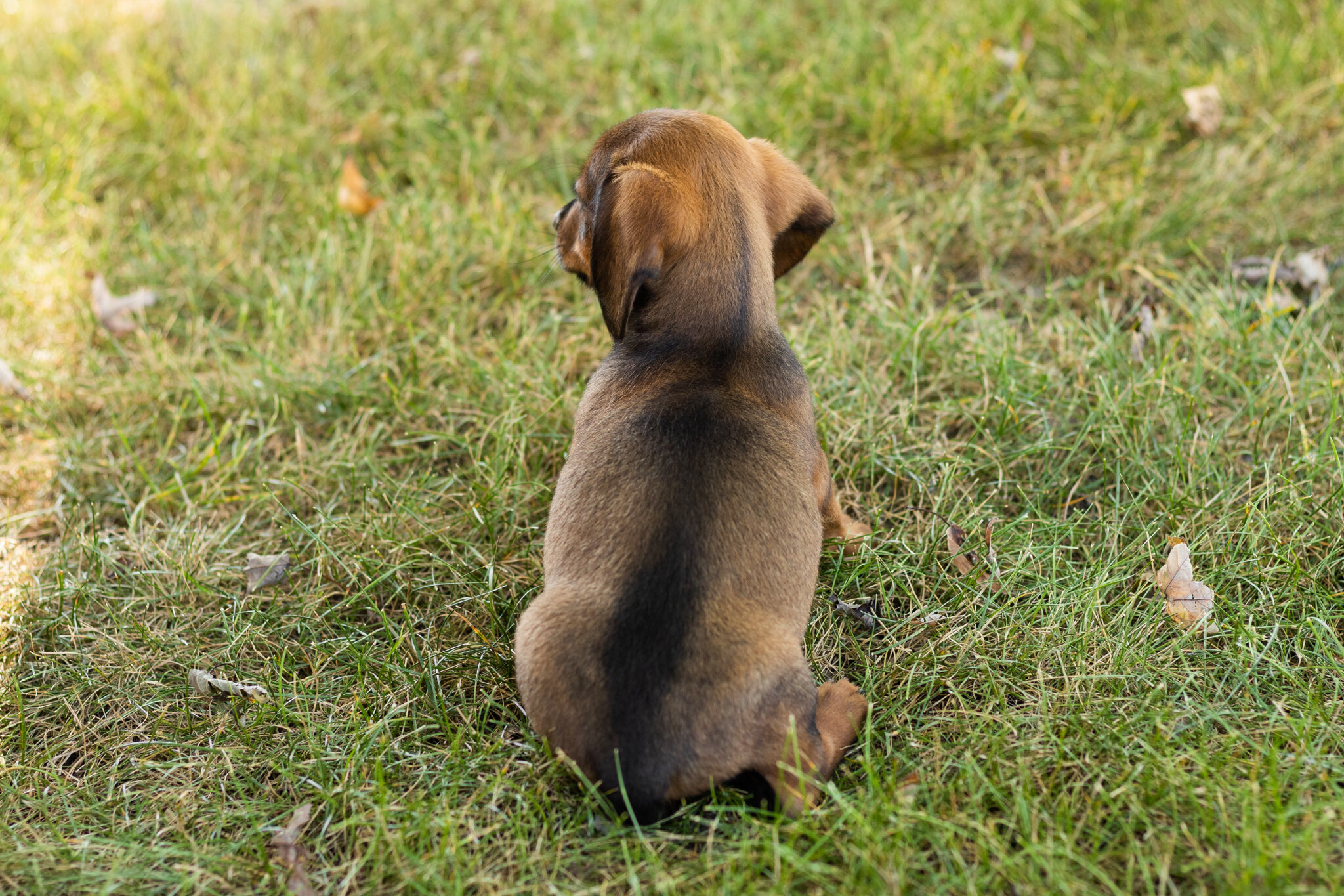 AKC mini dachshund male pup in Indiana (Bud) image 2
