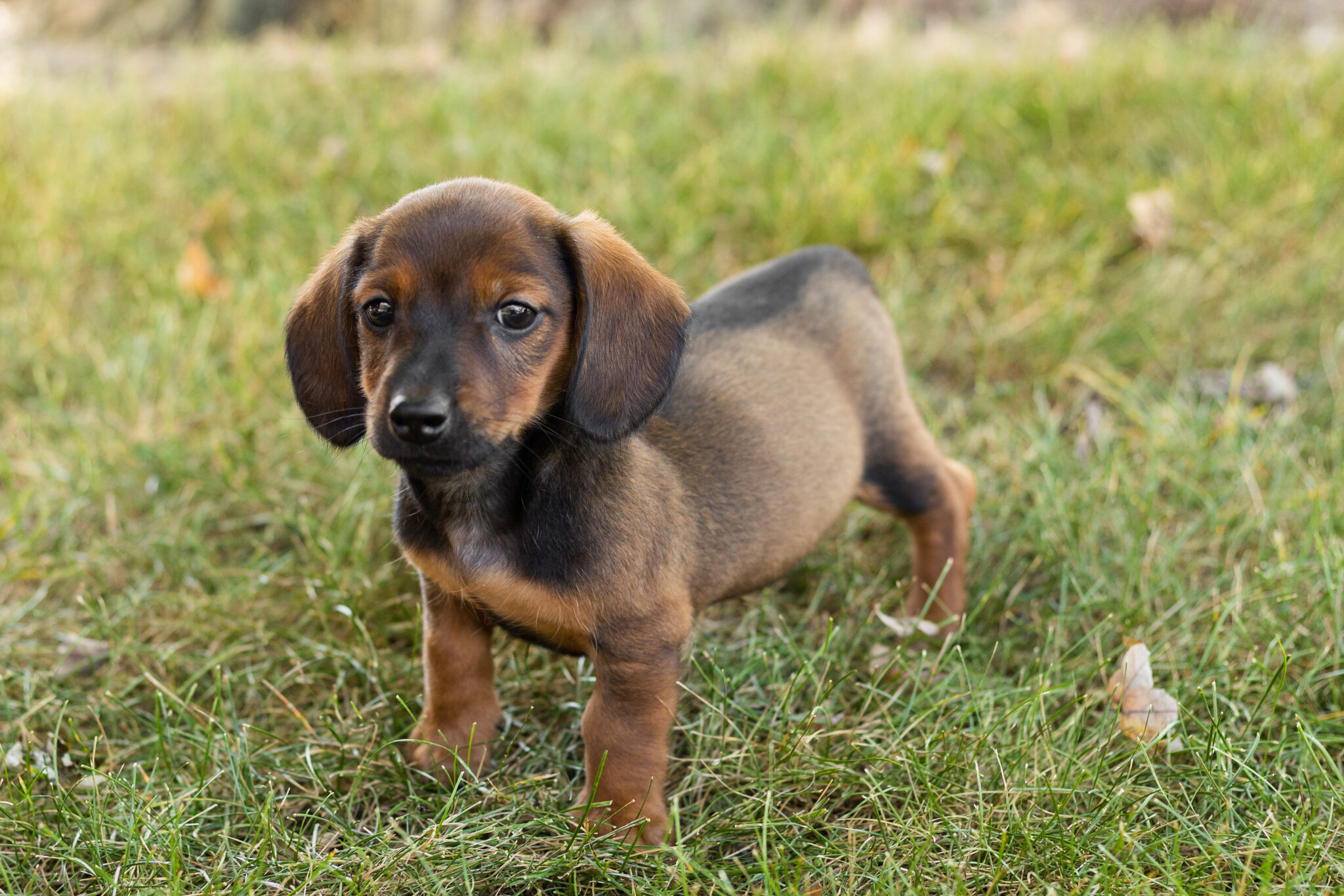 AKC mini dachshund male pup in Indiana (Bud) image 3