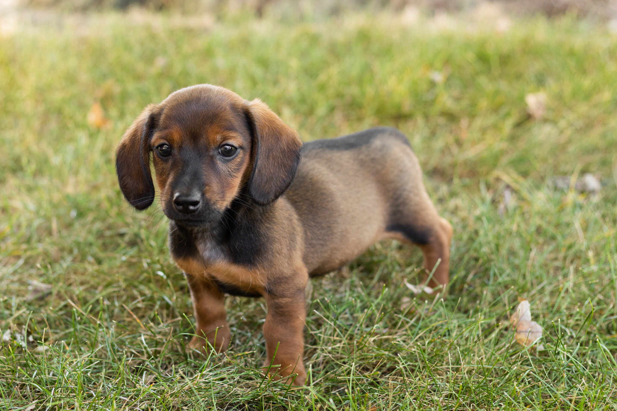 AKC mini dachshund male pup in Indiana (Bud) image 4