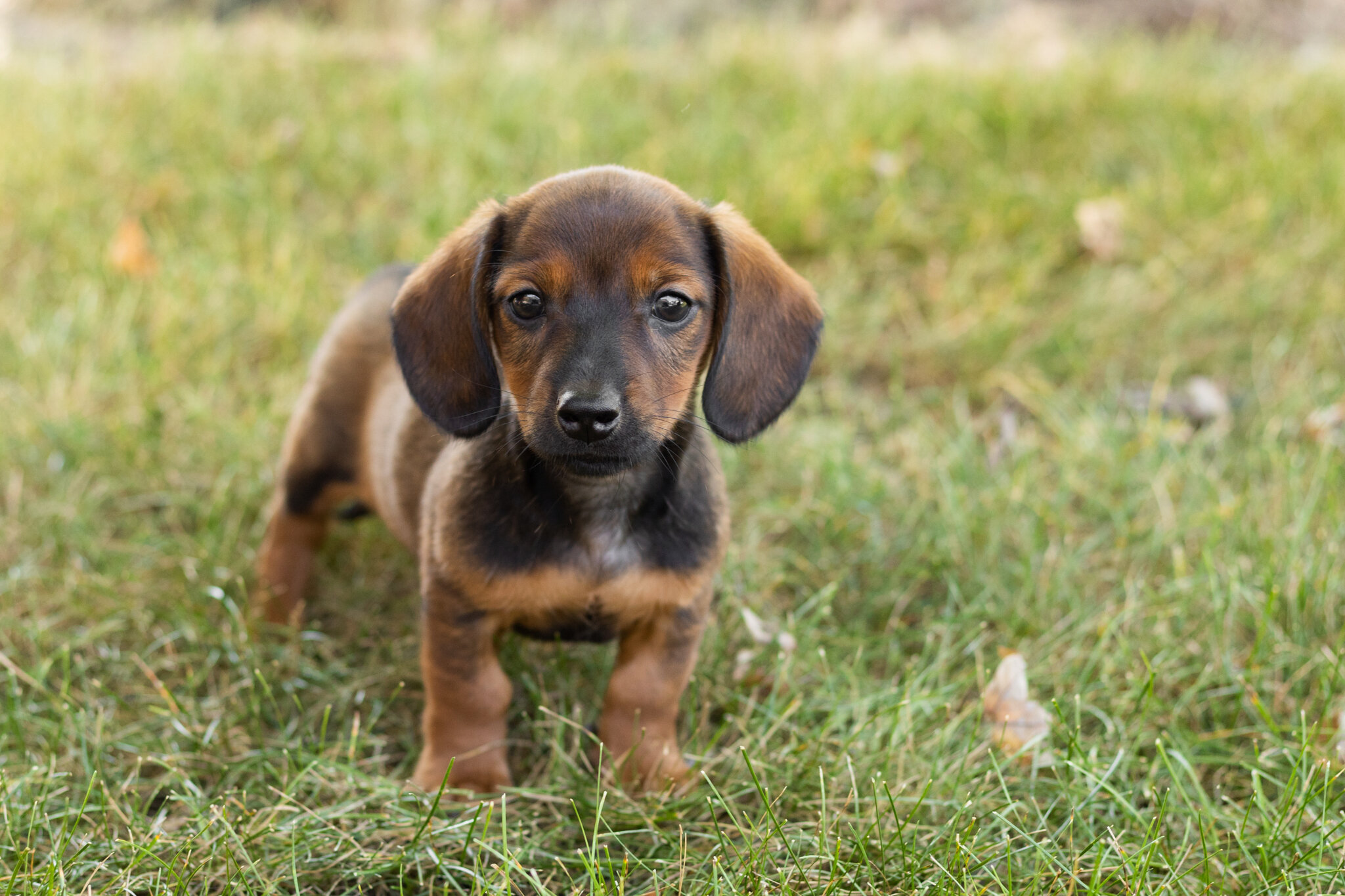 AKC mini dachshund male pup in Indiana (Bud) image 5