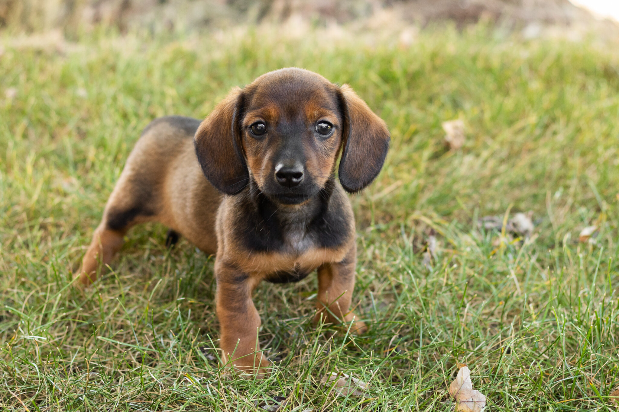 AKC mini dachshund male pup in Indiana (Bud) image 1
