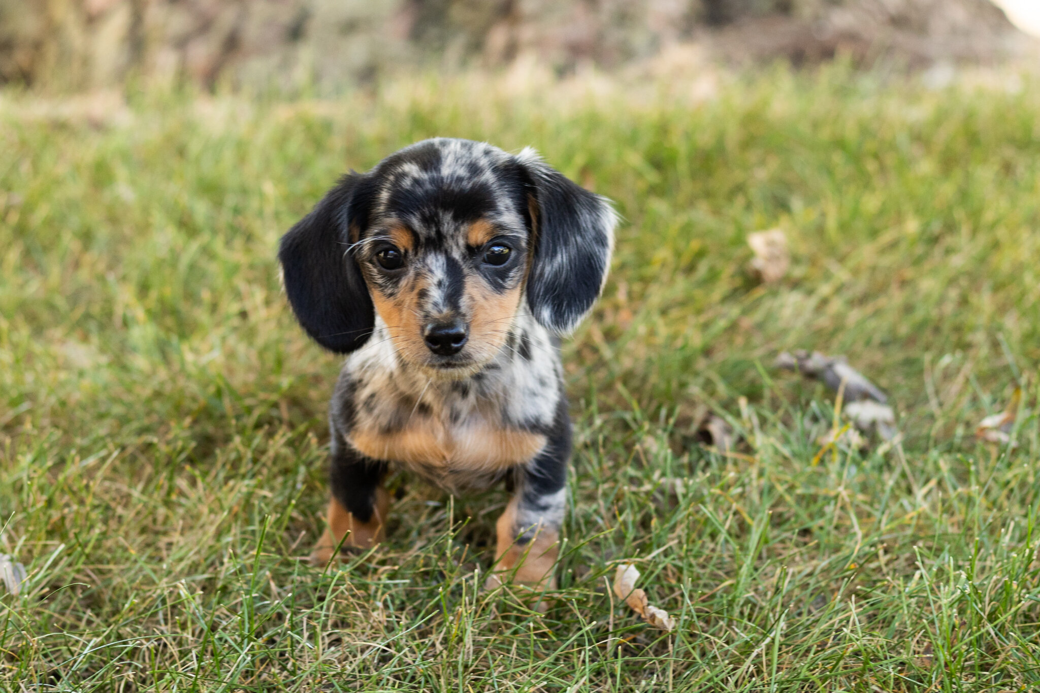AKC mini dachshund female pup in Indiana (Beauty) image 1