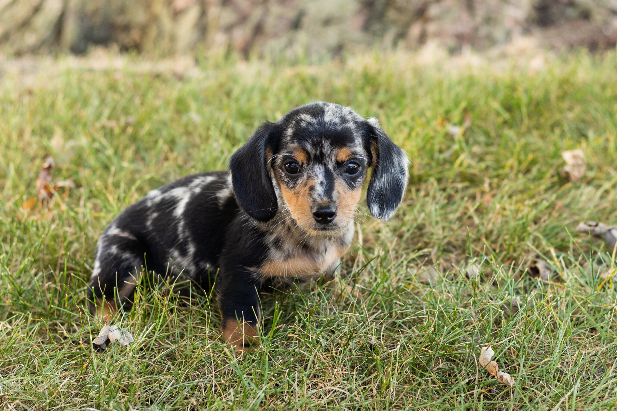 AKC mini dachshund female pup in Indiana (Beauty) image 2