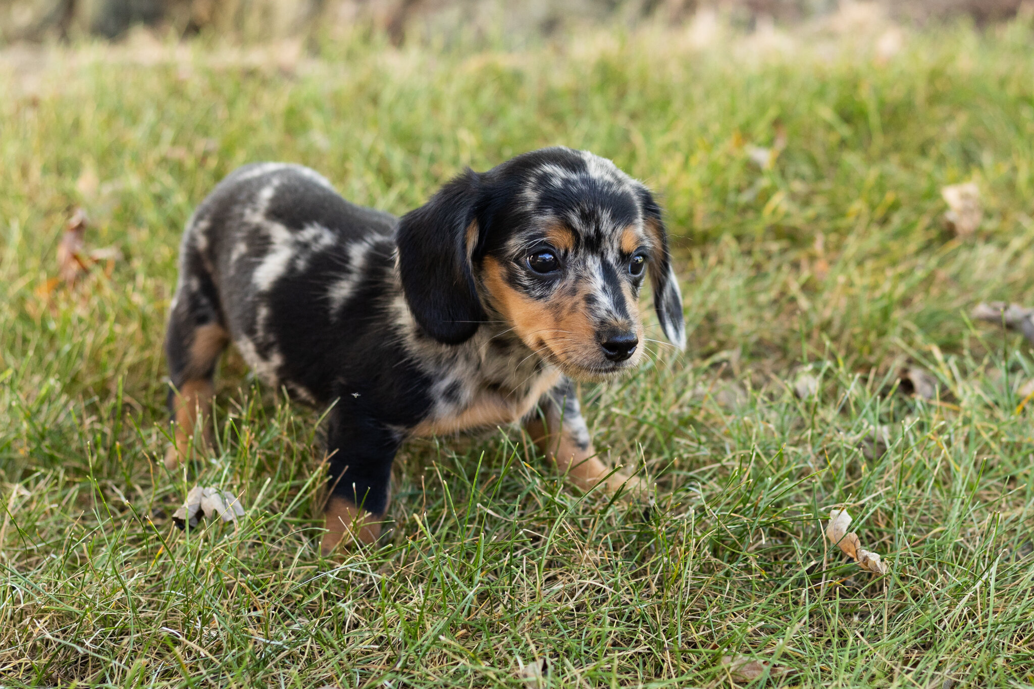 AKC mini dachshund female pup in Indiana (Beauty) image 3