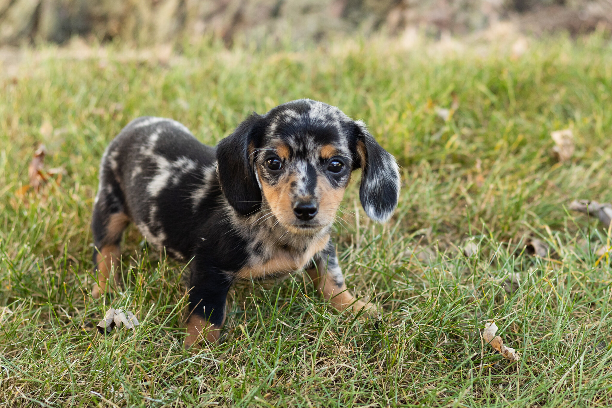 AKC mini dachshund female pup in Indiana (Beauty) image 4