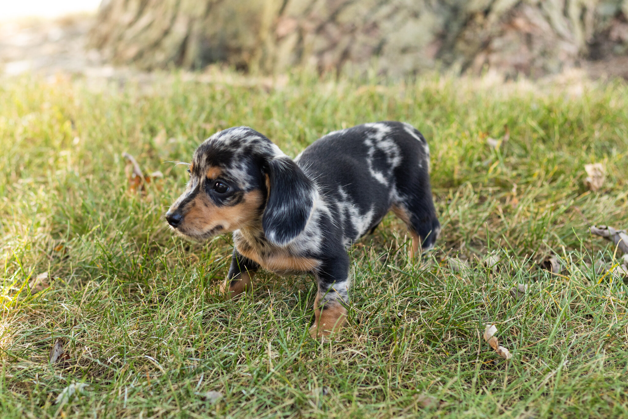 AKC mini dachshund female pup in Indiana (Beauty) image 5