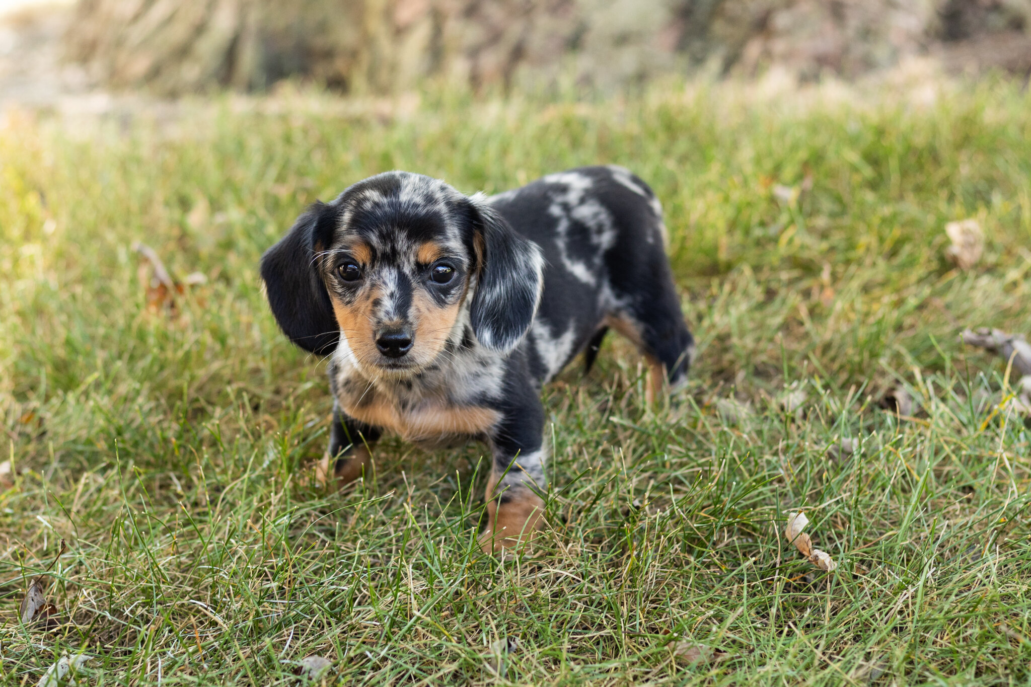 AKC mini dachshund female pup in Indiana (Beauty) image 6