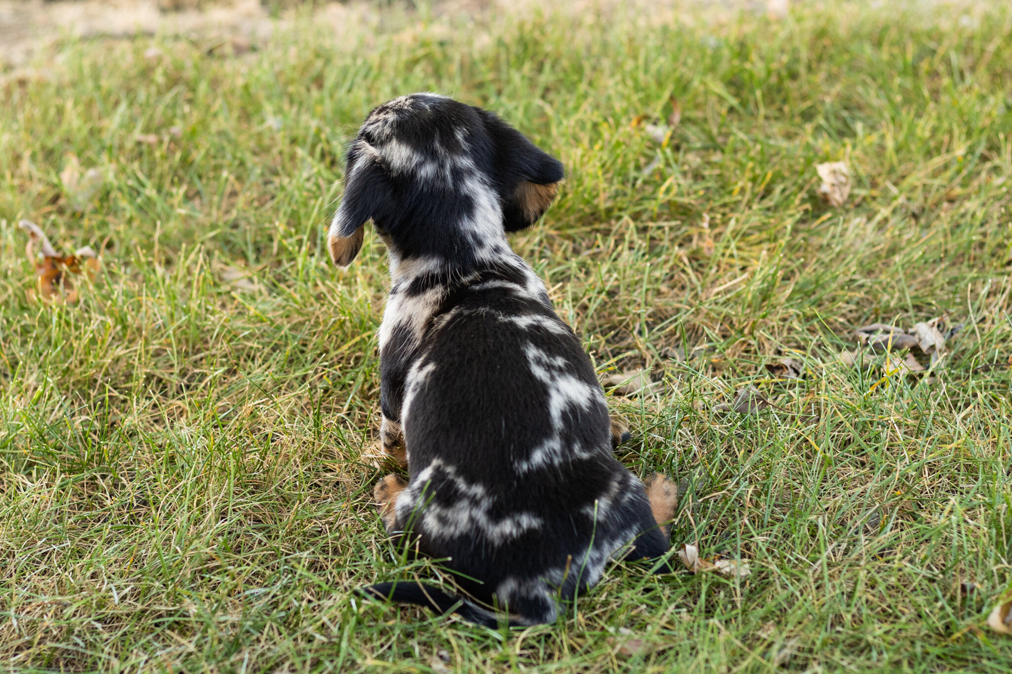 AKC mini dachshund female pup in Indiana (Beauty) image 7