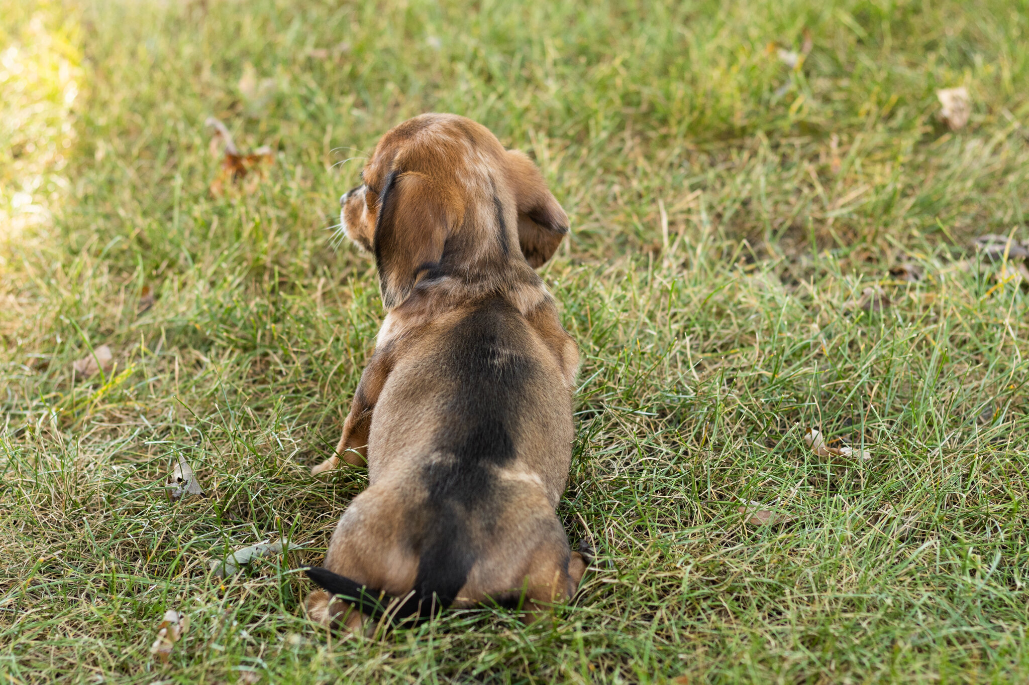 akc mini dachshund female pup in Indiana (Bonnie) image 2