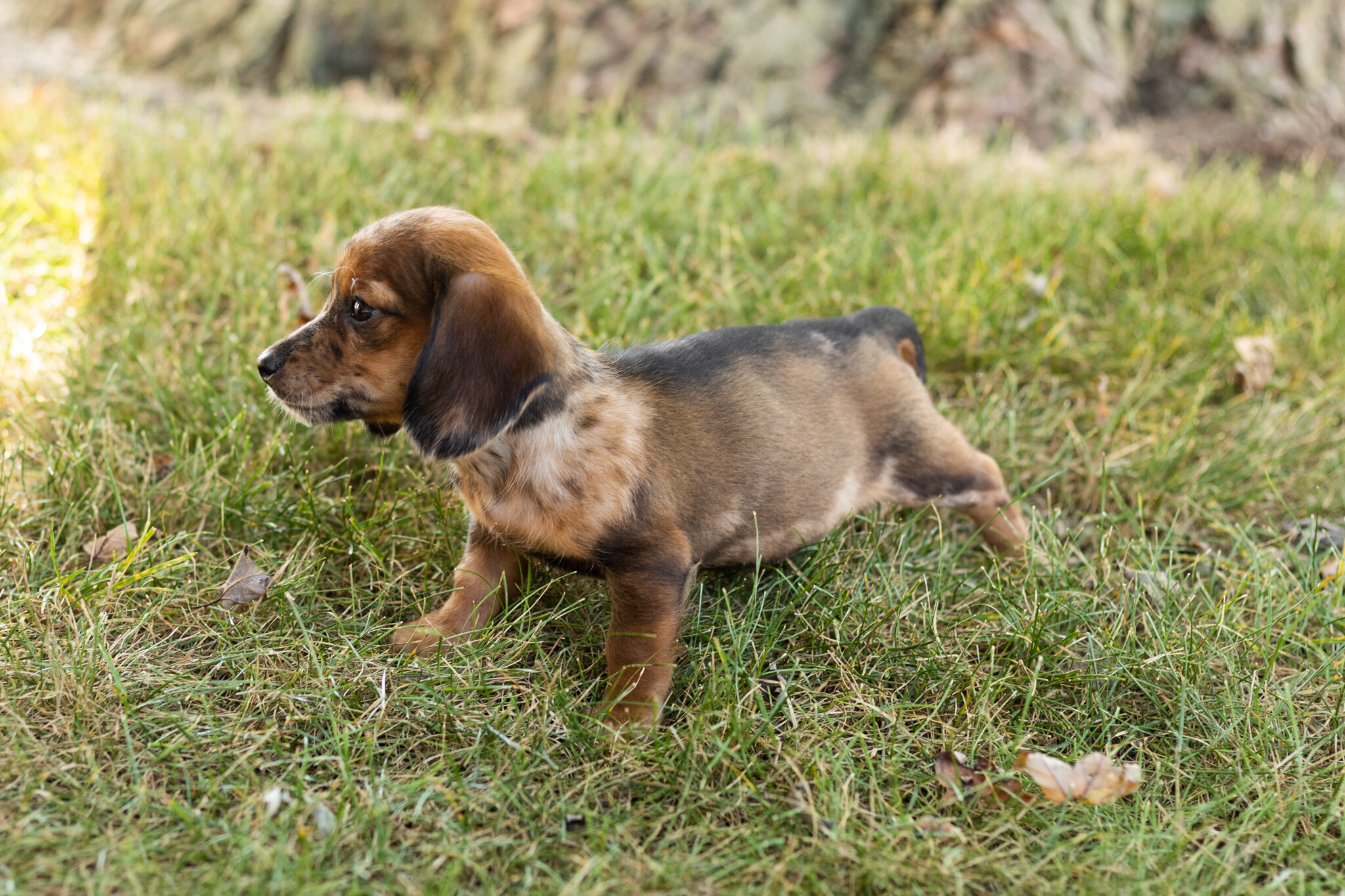 akc mini dachshund female pup in Indiana (Bonnie) image 3