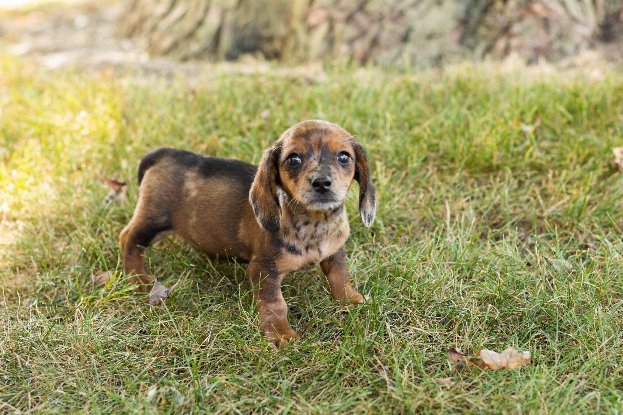 akc mini dachshund female pup in Indiana (Bonnie) image 4