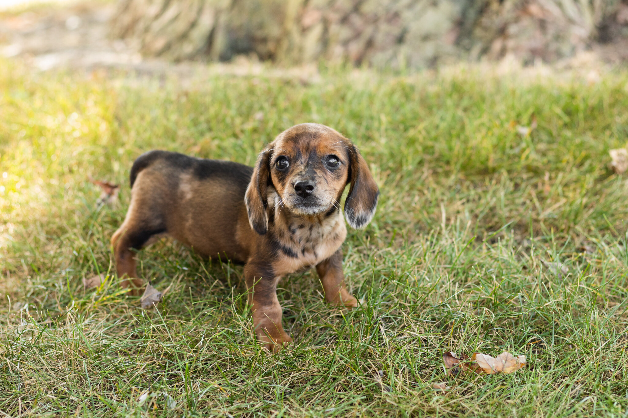 akc mini dachshund female pup in Indiana (Bonnie) image 5