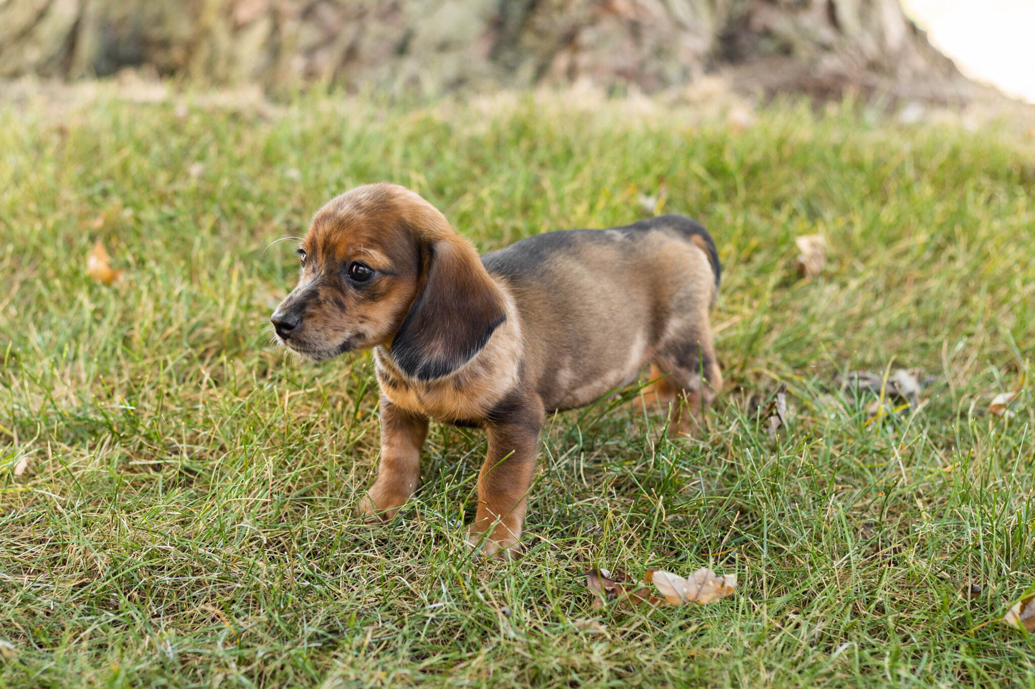 akc mini dachshund female pup in Indiana (Bonnie) image 6