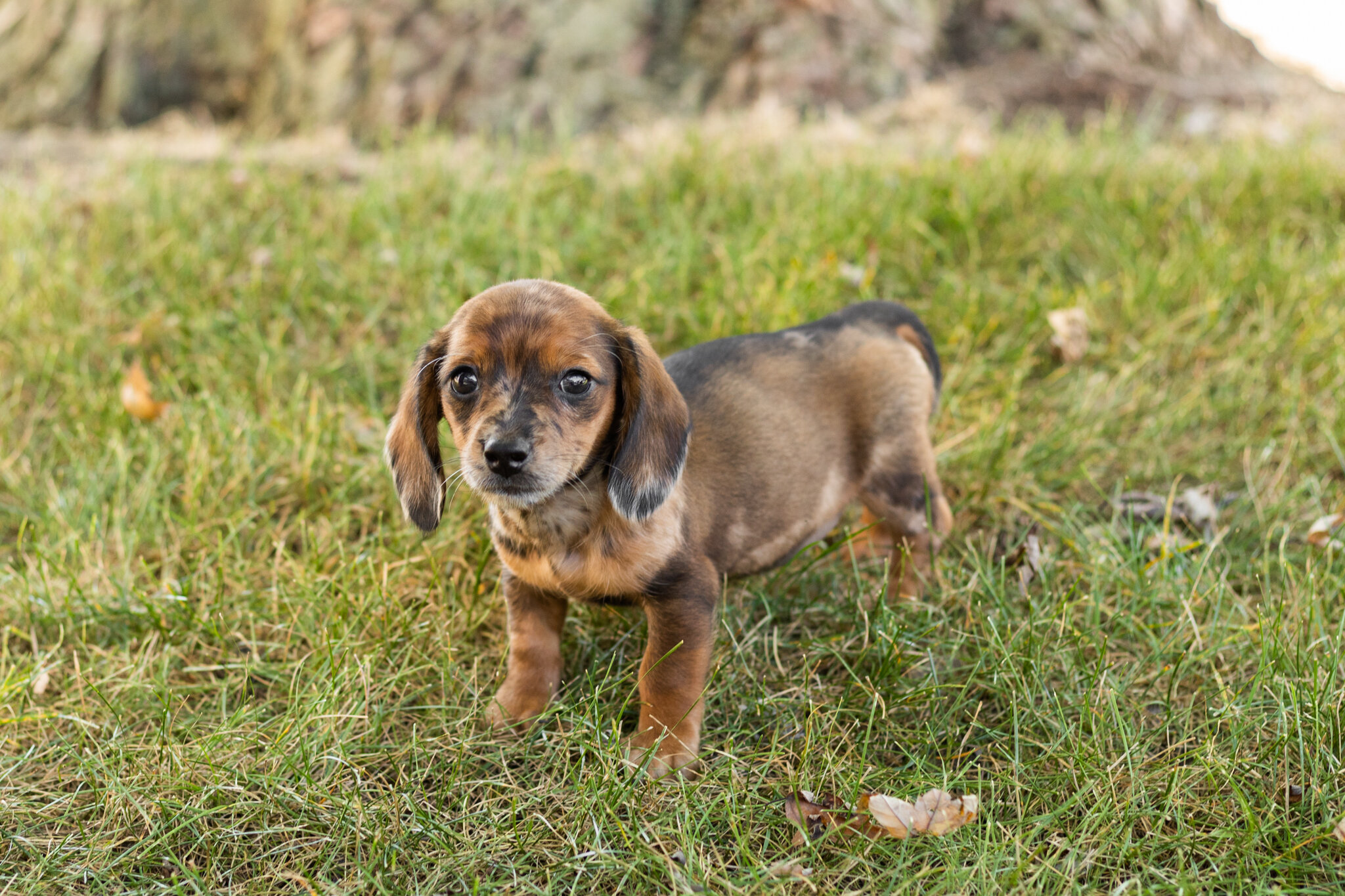 akc mini dachshund female pup in Indiana (Bonnie) image 1
