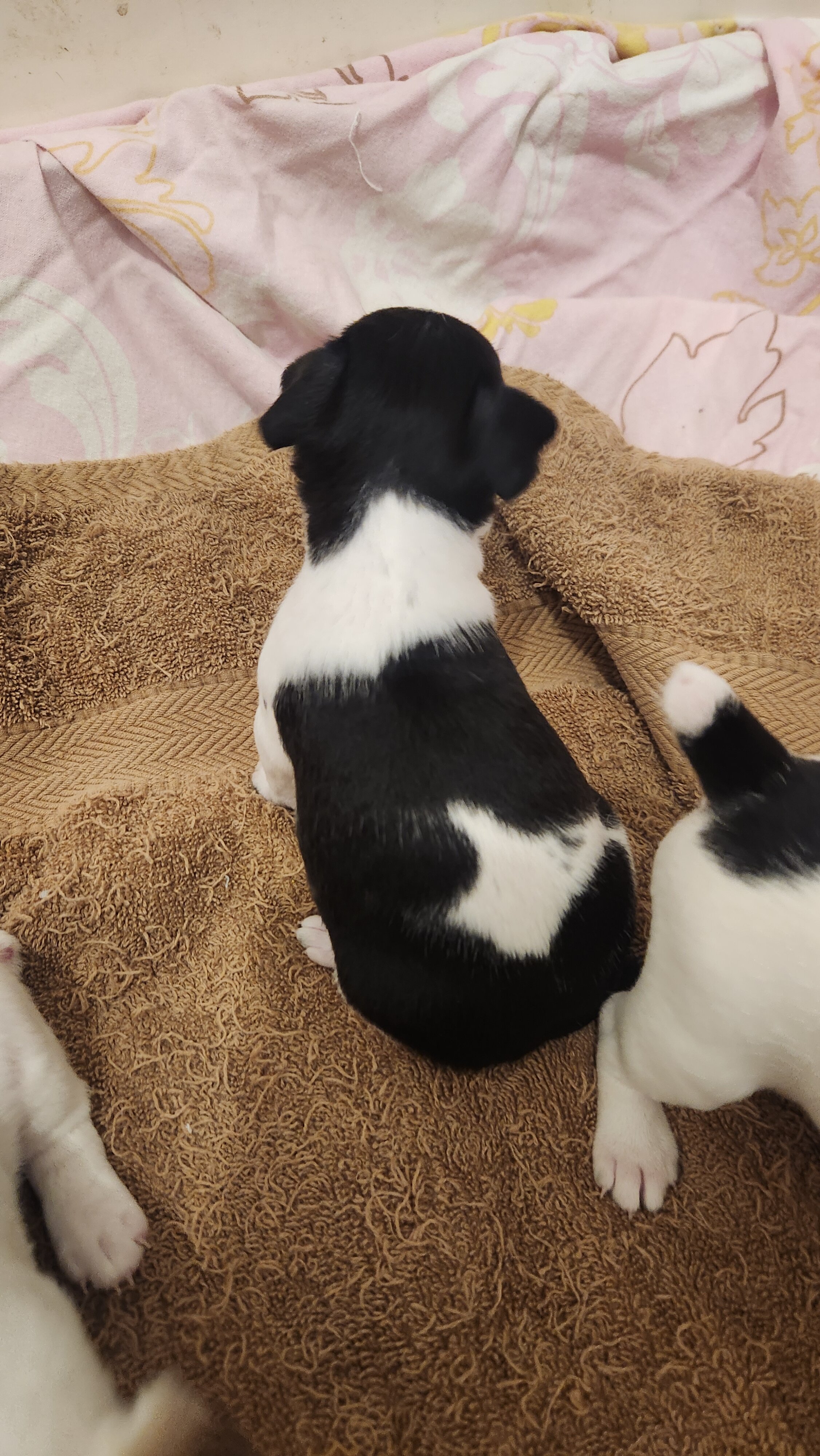 RAT TERRIER image 3