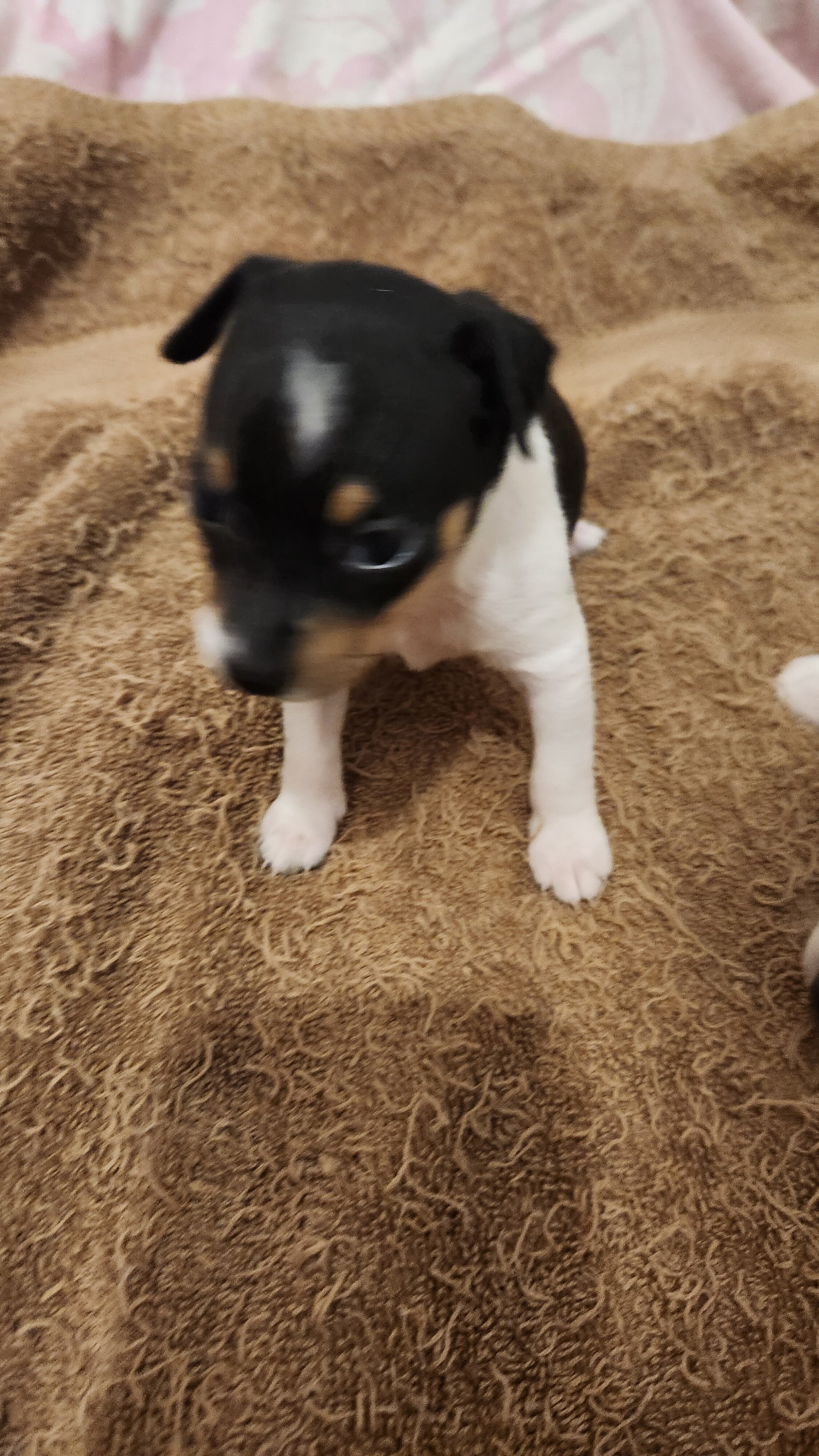 RAT TERRIER image 2