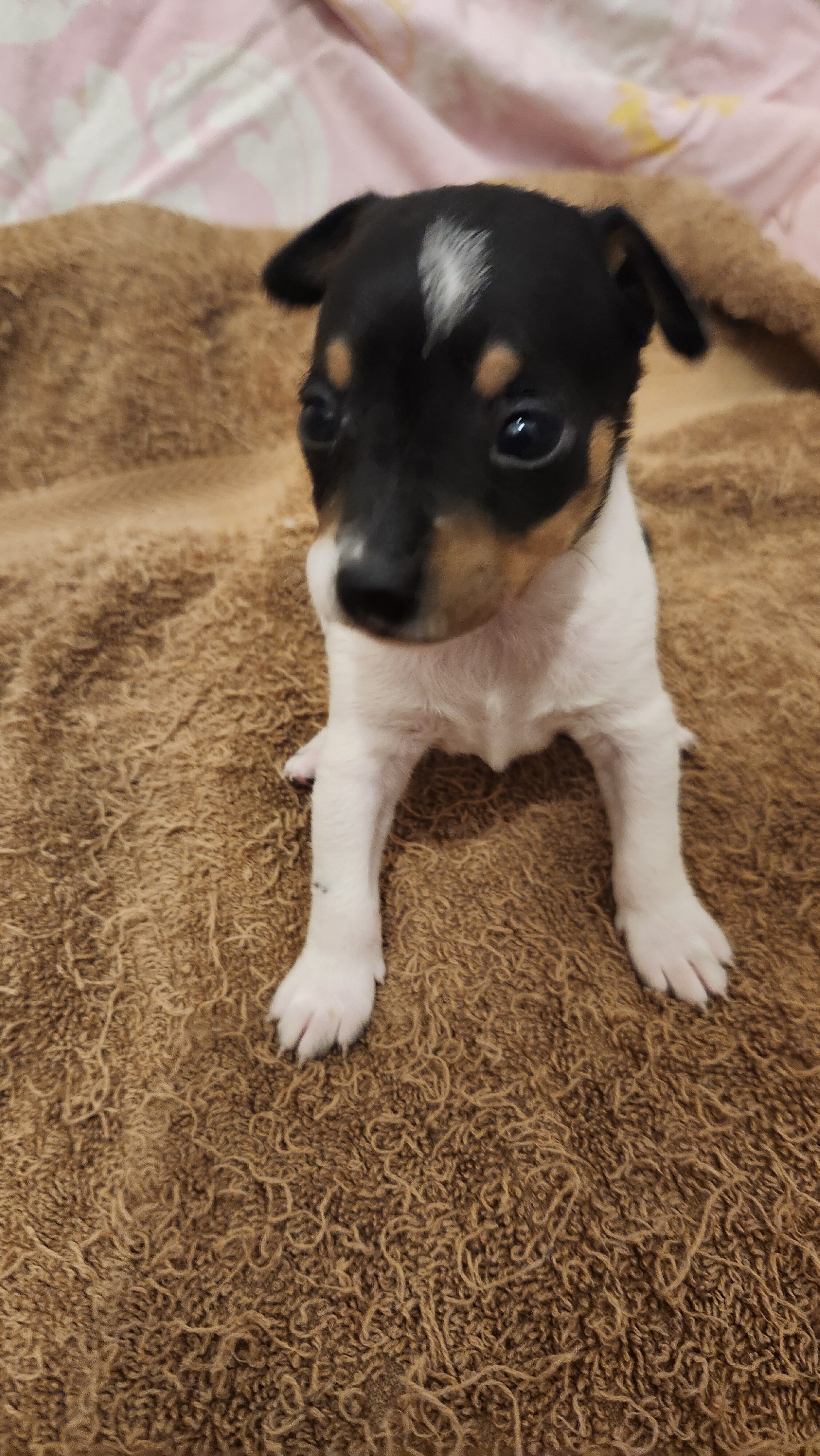RAT TERRIER image 1