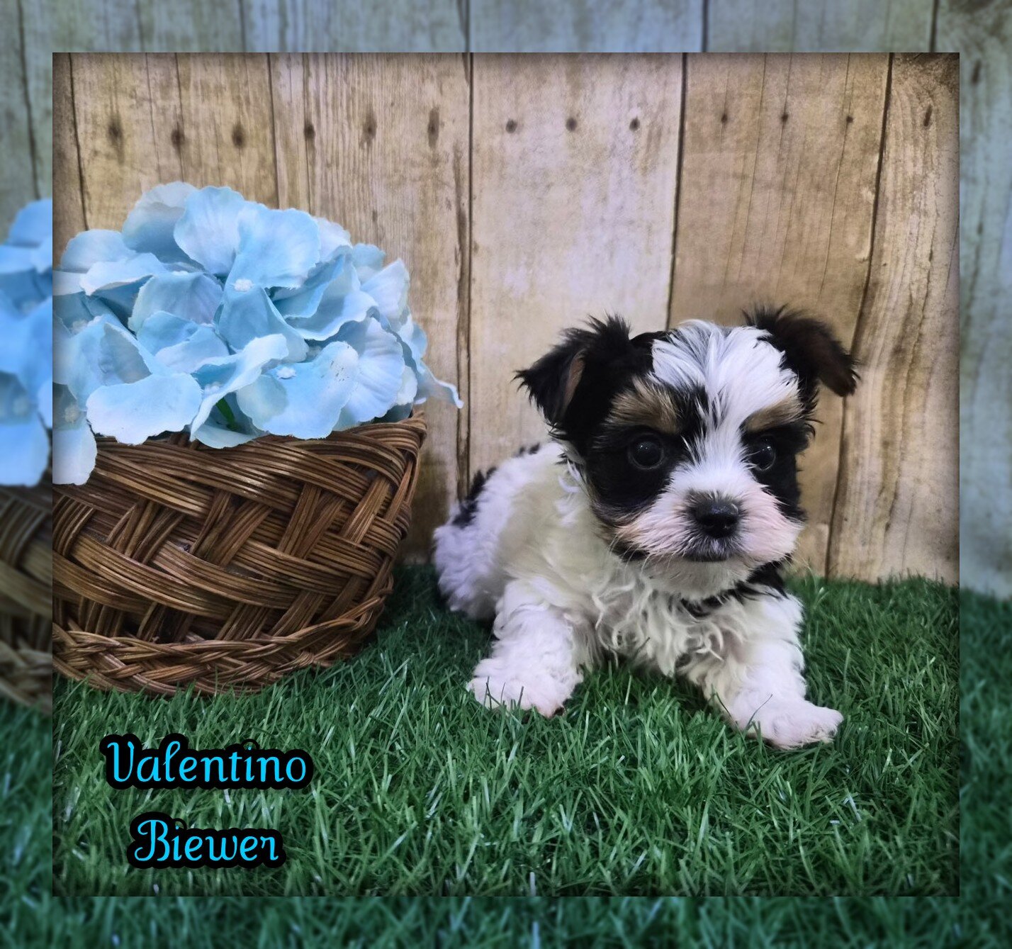 Valentino Male Biewer Terrier image 1