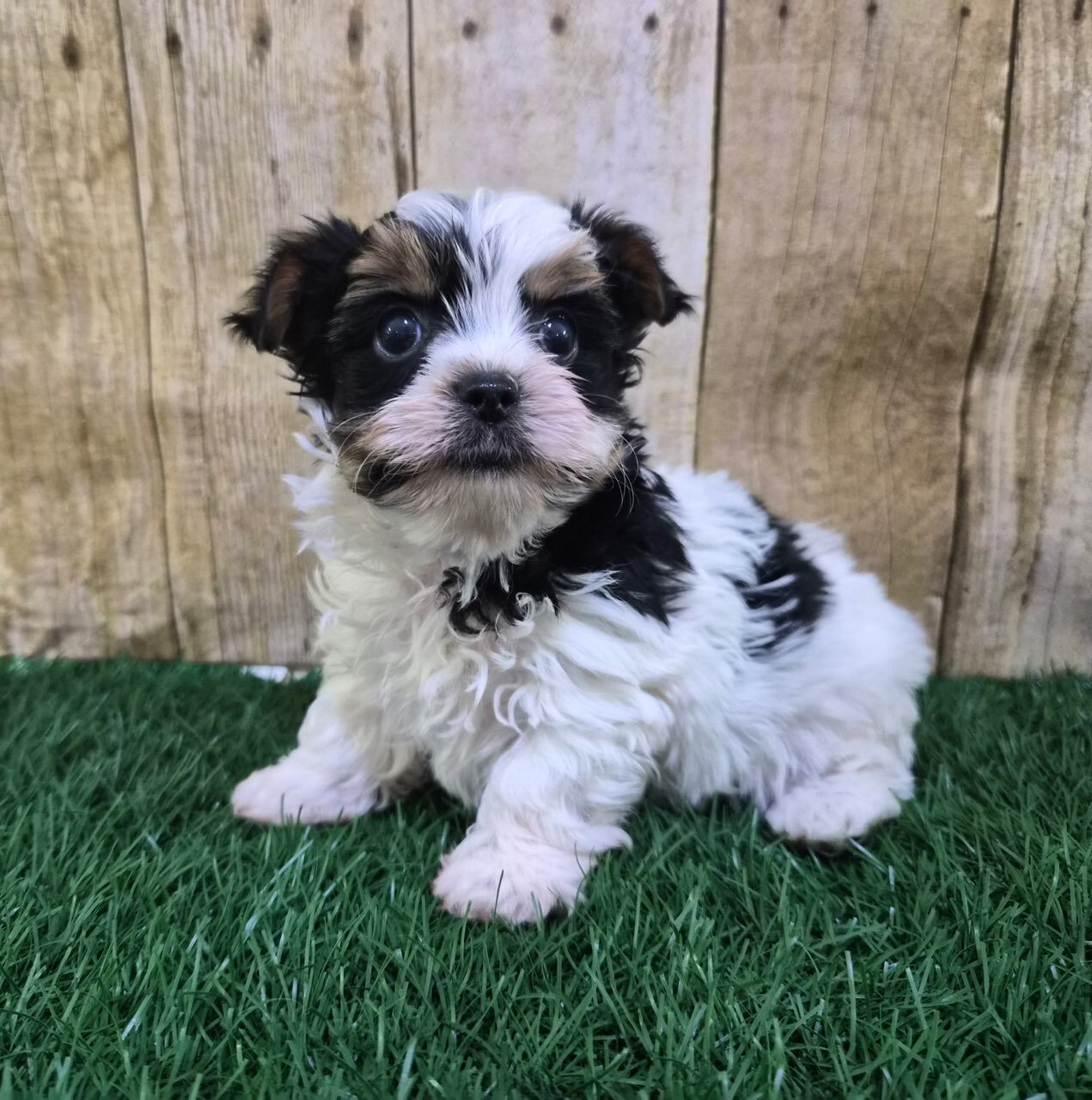 Valentino Male Biewer Terrier image 5