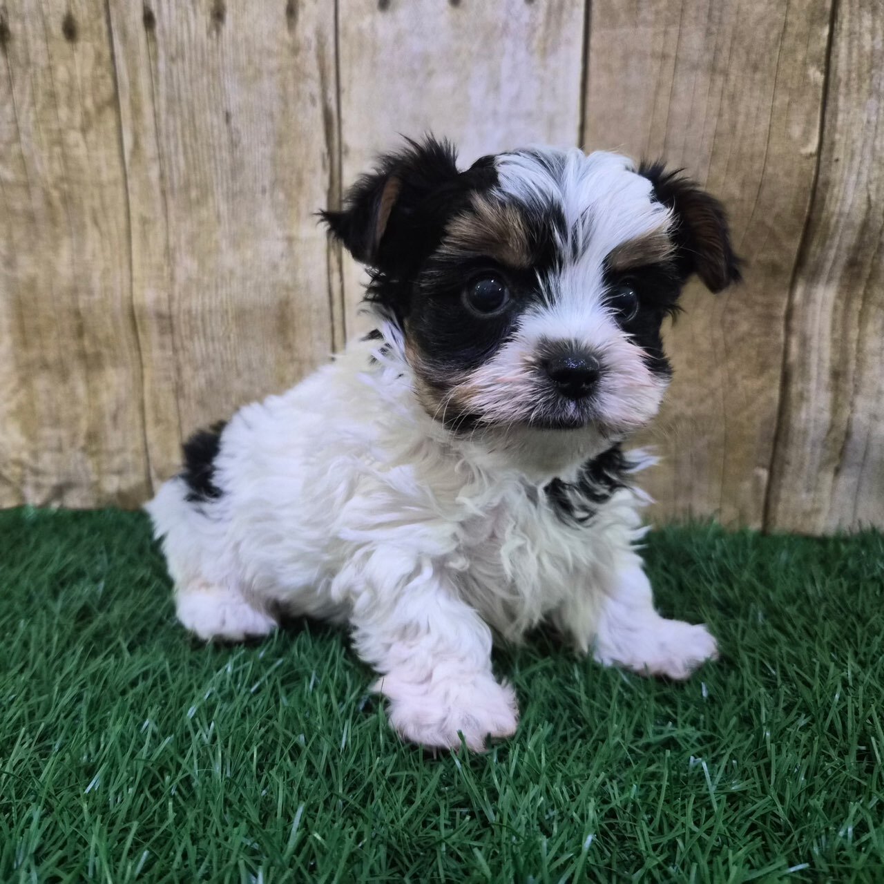 Valentino Male Biewer Terrier image 4