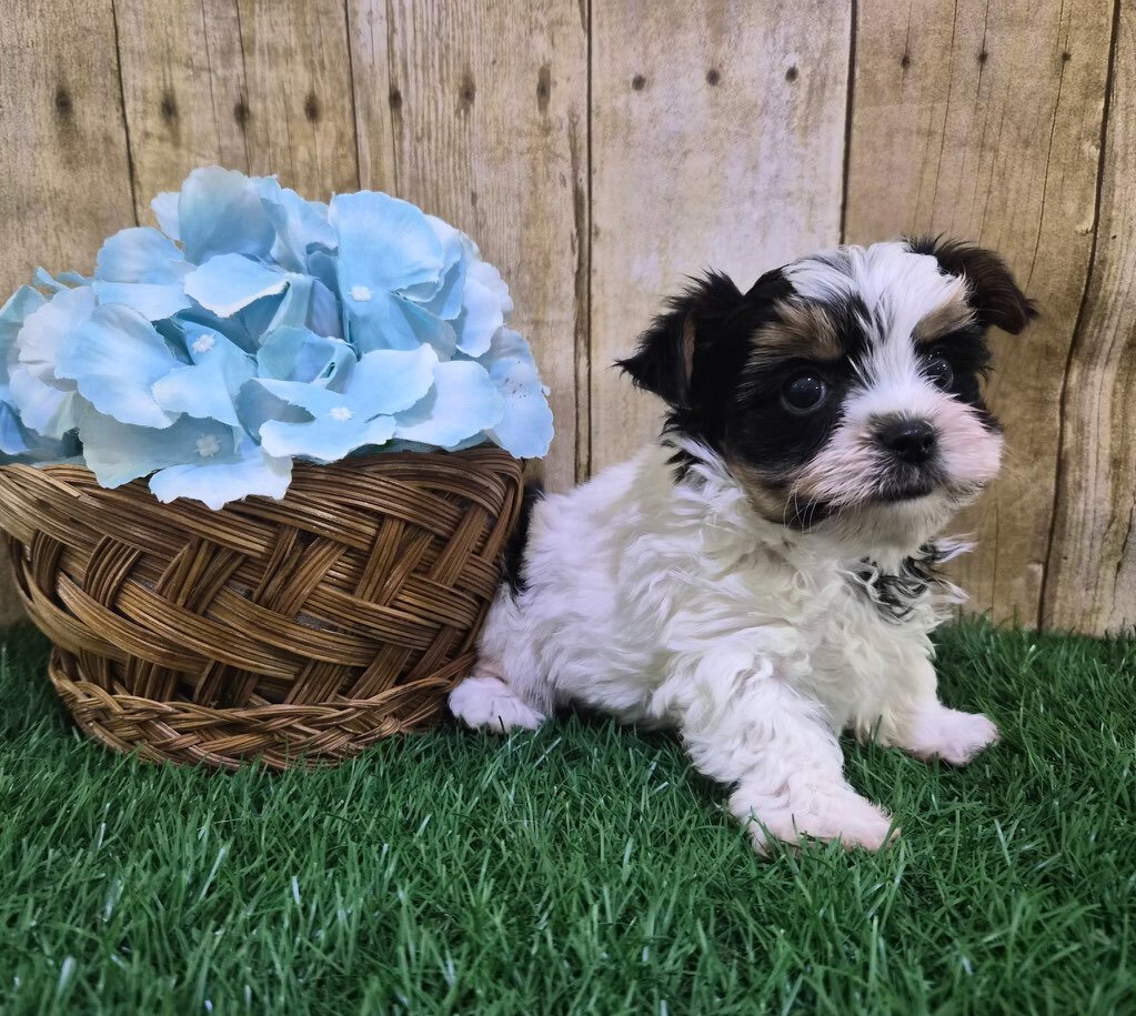 Valentino Male Biewer Terrier image 3