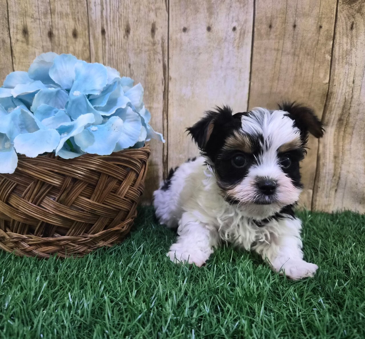 Valentino Male Biewer Terrier image 2