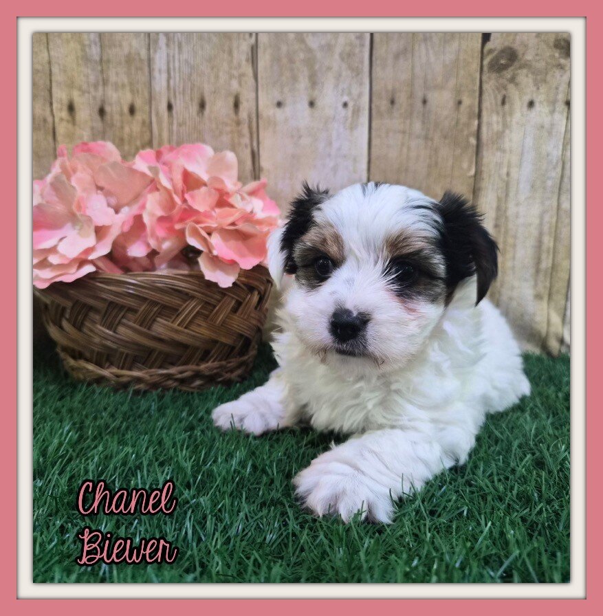 Chanel Female Biewer Terrier image 1