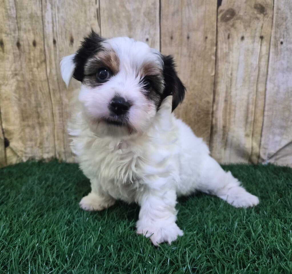 Chanel Female Biewer Terrier image 8