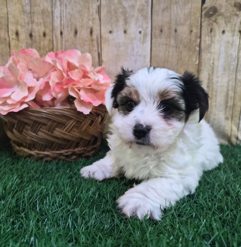 Chanel Female Biewer Terrier image 2