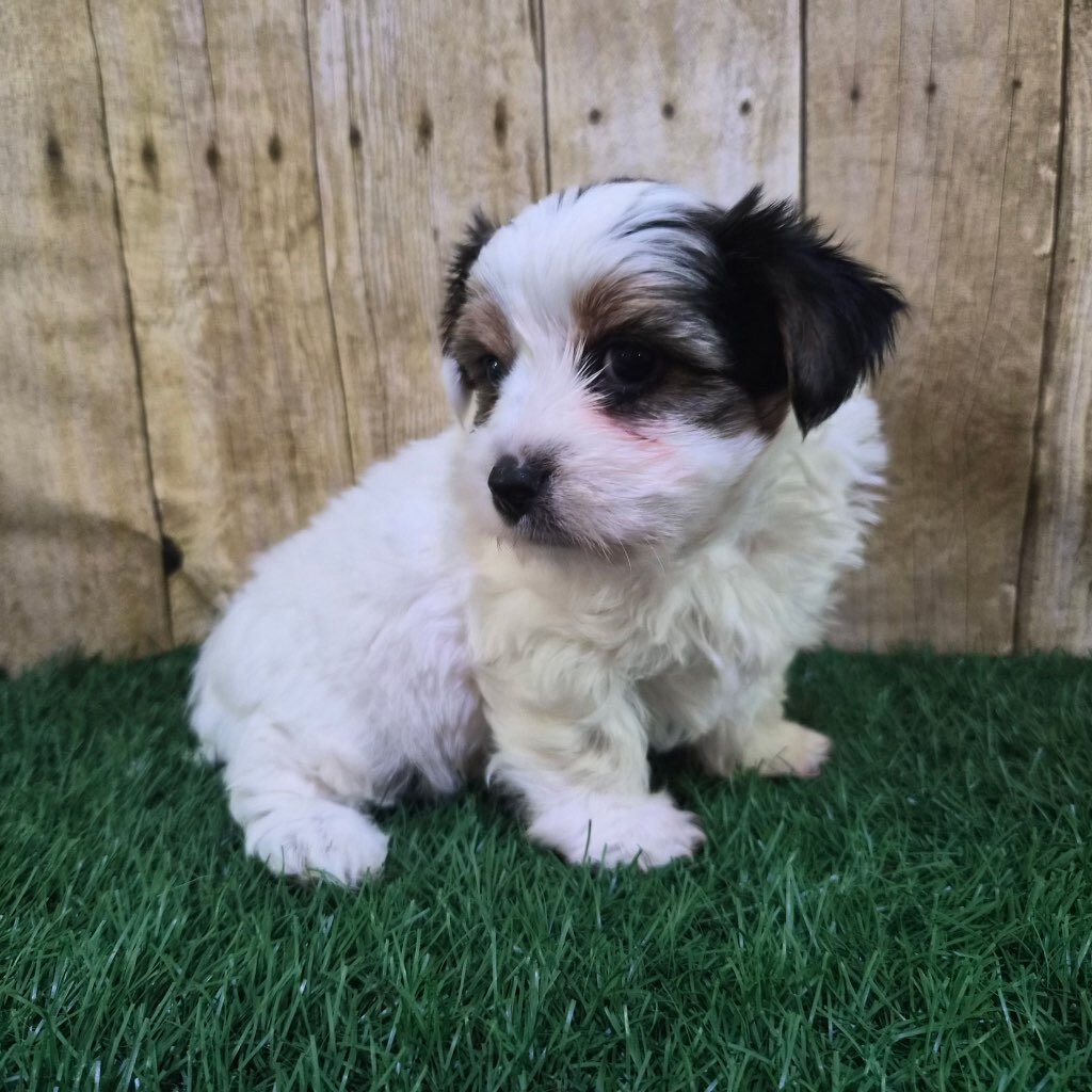 Chanel Female Biewer Terrier image 6